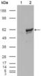 Checkpoint Kinase 1 antibody, abx015730, Abbexa, Enzyme Linked Immunosorbent Assay image 
