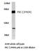 Protein Kinase C Zeta antibody, LS-C176181, Lifespan Biosciences, Western Blot image 