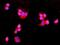 Uracil DNA Glycosylase antibody, A01672-2, Boster Biological Technology, Immunofluorescence image 