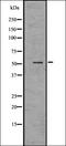Olfactory Receptor Family 52 Subfamily N Member 5 antibody, orb336474, Biorbyt, Western Blot image 
