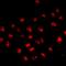 Forkhead Box N2 antibody, LS-C667850, Lifespan Biosciences, Immunofluorescence image 