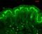 Calcineurin A antibody, PA5-77819, Invitrogen Antibodies, Immunohistochemistry paraffin image 