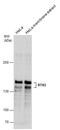 Reticulon 3 antibody, GTX131091, GeneTex, Western Blot image 