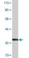 Zinc Finger AN1-Type Containing 3 antibody, H00060685-M03, Novus Biologicals, Western Blot image 