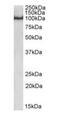 POU Class 2 Homeobox 1 antibody, orb125019, Biorbyt, Western Blot image 