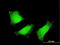 Transglutaminase 2 antibody, LS-C133481, Lifespan Biosciences, Immunofluorescence image 