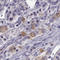 Thyrotropin Releasing Hormone Receptor antibody, HPA055162, Atlas Antibodies, Immunohistochemistry frozen image 