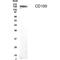 Semaphorin 4D antibody, GTX70397, GeneTex, Western Blot image 