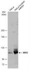 Bromodomain Containing 3 antibody, NBP2-15612, Novus Biologicals, Western Blot image 