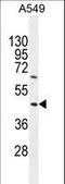 Tripartite Motif Containing 43 antibody, LS-C160196, Lifespan Biosciences, Western Blot image 