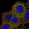 Ezrin antibody, NBP2-36762, Novus Biologicals, Immunofluorescence image 