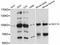 CCR4-NOT Transcription Complex Subunit 10 antibody, LS-C747338, Lifespan Biosciences, Western Blot image 