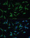 Rho GTPase Activating Protein 25 antibody, 14-326, ProSci, Immunofluorescence image 