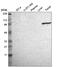 Transglutaminase 3 antibody, HPA004728, Atlas Antibodies, Western Blot image 