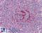 GA Binding Protein Transcription Factor Subunit Beta 1 antibody, LS-B4349, Lifespan Biosciences, Immunohistochemistry paraffin image 