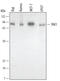 Mitogen-Activated Protein Kinase Kinase Kinase 7 antibody, MAB5307, R&D Systems, Western Blot image 