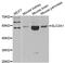 Solute Carrier Family 2 Member 1 antibody, abx006870, Abbexa, Western Blot image 