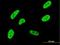 Cyclin Dependent Kinase Like 1 antibody, H00008814-M05, Novus Biologicals, Immunocytochemistry image 