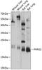 Proline Rich And Gla Domain 2 antibody, 15-514, ProSci, Western Blot image 