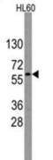 G Protein Nucleolar 3 antibody, abx027776, Abbexa, Western Blot image 