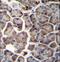 WD Repeat Domain 12 antibody, LS-C160572, Lifespan Biosciences, Immunohistochemistry frozen image 