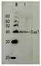 General Transcription Factor IIB antibody, GTX64172, GeneTex, Western Blot image 