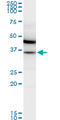 Malate Dehydrogenase 1 antibody, LS-B6378, Lifespan Biosciences, Western Blot image 