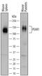 Platelet Endothelial Aggregation Receptor 1 antibody, AF7607, R&D Systems, Western Blot image 