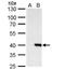 Core histone macro-H2A.2 antibody, NBP2-17196, Novus Biologicals, Western Blot image 