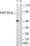 Heat Shock Protein 90 Alpha Family Class B Member 1 antibody, LS-C118025, Lifespan Biosciences, Western Blot image 