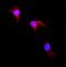 Glutathione S-Transferase Pi 1 antibody, A00394-1, Boster Biological Technology, Immunofluorescence image 