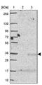 Major Facilitator Superfamily Domain Containing 3 antibody, PA5-63237, Invitrogen Antibodies, Western Blot image 