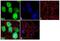 FKBP Prolyl Isomerase 5 antibody, 711292, Invitrogen Antibodies, Immunofluorescence image 