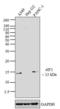 Eukaryotic Translation Initiation Factor 1 antibody, GTX54748, GeneTex, Western Blot image 