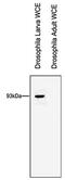 RTF1 Homolog, Paf1/RNA Polymerase II Complex Component antibody, GTX60844, GeneTex, Western Blot image 