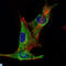 Inhibin Subunit Alpha antibody, LS-C812659, Lifespan Biosciences, Immunofluorescence image 