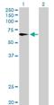 Flavin Containing Dimethylaniline Monoxygenase 4 antibody, H00002329-B01P, Novus Biologicals, Western Blot image 