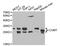 Catechol-O-Methyltransferase antibody, MBS126526, MyBioSource, Western Blot image 