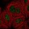Protein Phosphatase 4 Regulatory Subunit 3A antibody, NBP2-56478, Novus Biologicals, Immunocytochemistry image 