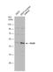 Paired Box 8 antibody, NBP1-32440, Novus Biologicals, Western Blot image 