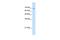 Transmembrane 9 Superfamily Member 1 antibody, GTX46659, GeneTex, Western Blot image 