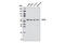Elongator complex protein 3 antibody, 5728S, Cell Signaling Technology, Western Blot image 
