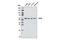 Elongator Acetyltransferase Complex Subunit 3 antibody, 5728S, Cell Signaling Technology, Western Blot image 