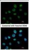 Cleavage Stimulation Factor Subunit 1 antibody, NBP2-15913, Novus Biologicals, Immunocytochemistry image 