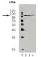Heat Shock Protein 90 Alpha Family Class B Member 1 antibody, LS-B3703, Lifespan Biosciences, Western Blot image 