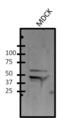 Forkhead Box A1 antibody, MA1-091, Invitrogen Antibodies, Western Blot image 