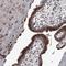 Sirtuin 4 antibody, HPA029691, Atlas Antibodies, Immunohistochemistry frozen image 