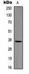 GAPDH antibody, orb323275, Biorbyt, Western Blot image 