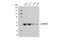 Aldehyde Dehydrogenase 1 Family Member A1 antibody, 36671T, Cell Signaling Technology, Western Blot image 