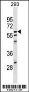 Copine 5 antibody, 59-554, ProSci, Western Blot image 